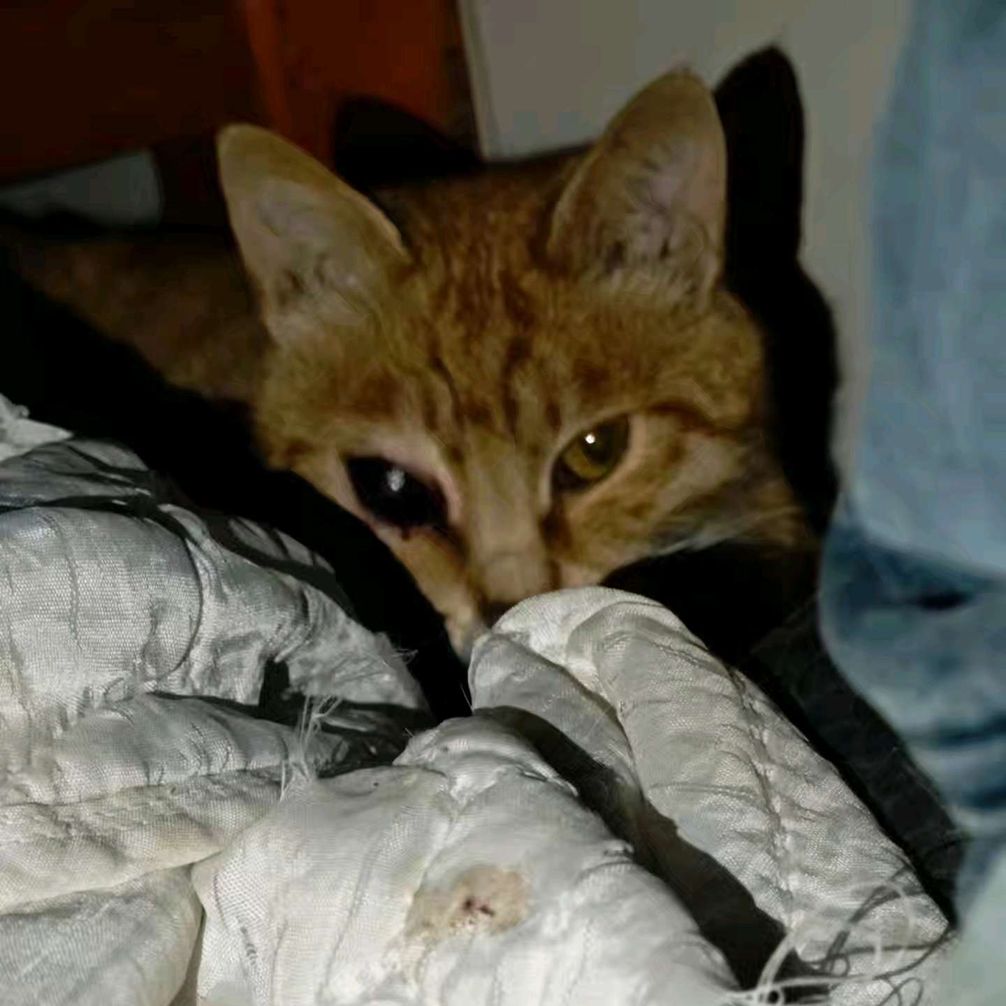 猫咪救助 群聊头像