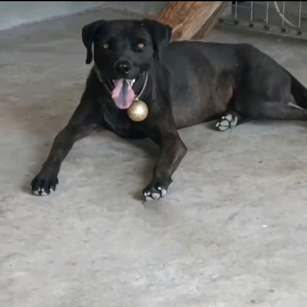 青川猎犬爱好者 群聊头像