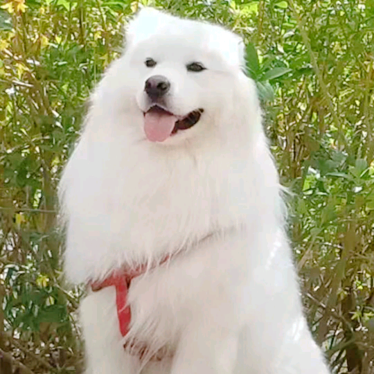 🐾朋萨🐾 群聊头像