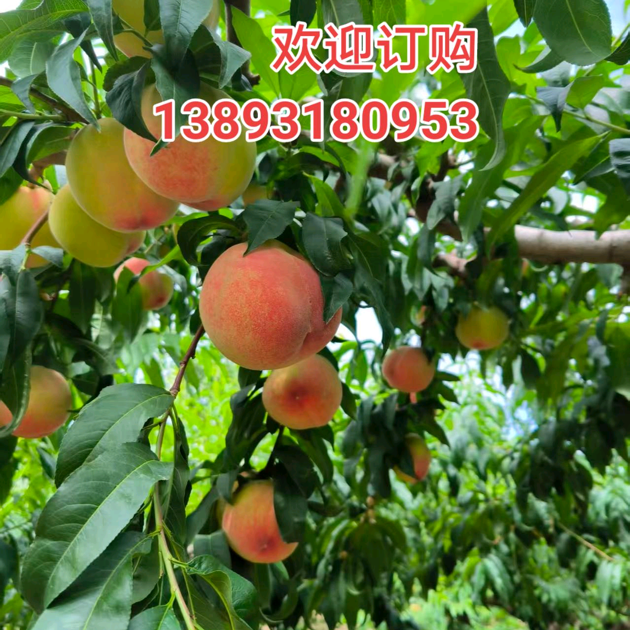 田间地头挖野菜 群聊头像