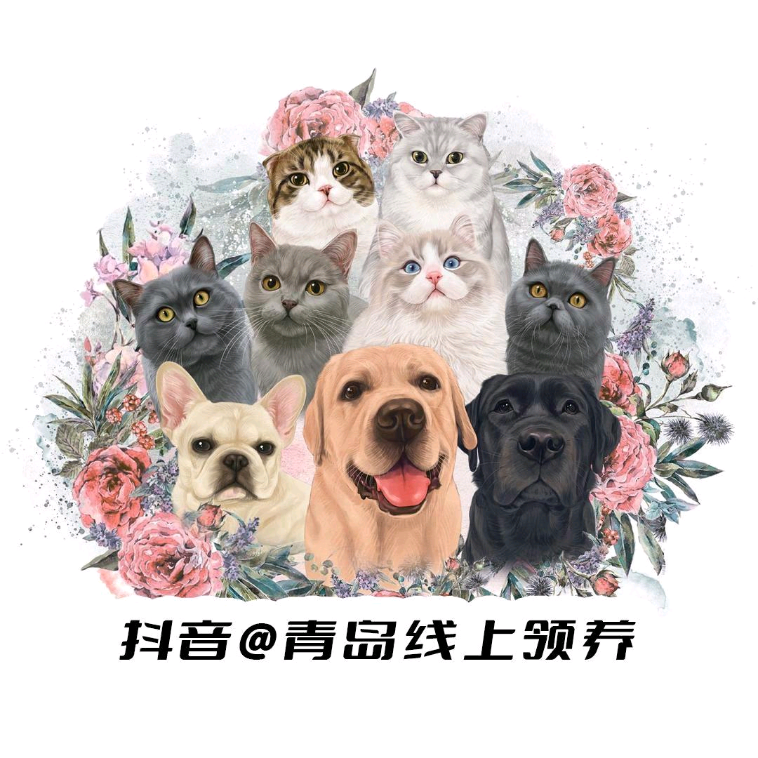 青岛线上领养，禁止有偿！有偿找管理举报 群聊头像