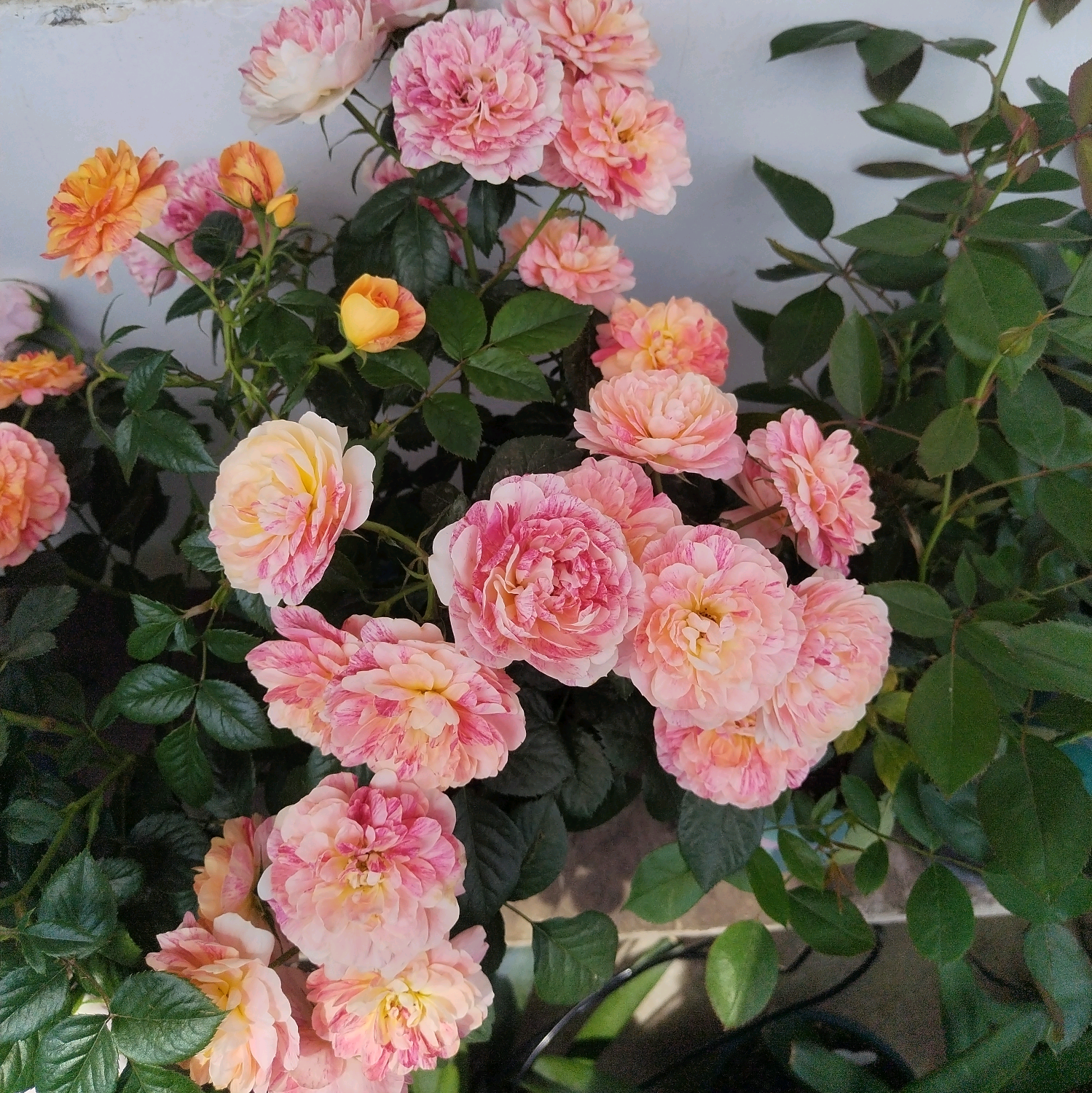花友群1群 群聊头像