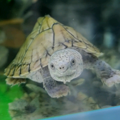 龟心似箭🐢养龟交流群 群聊头像