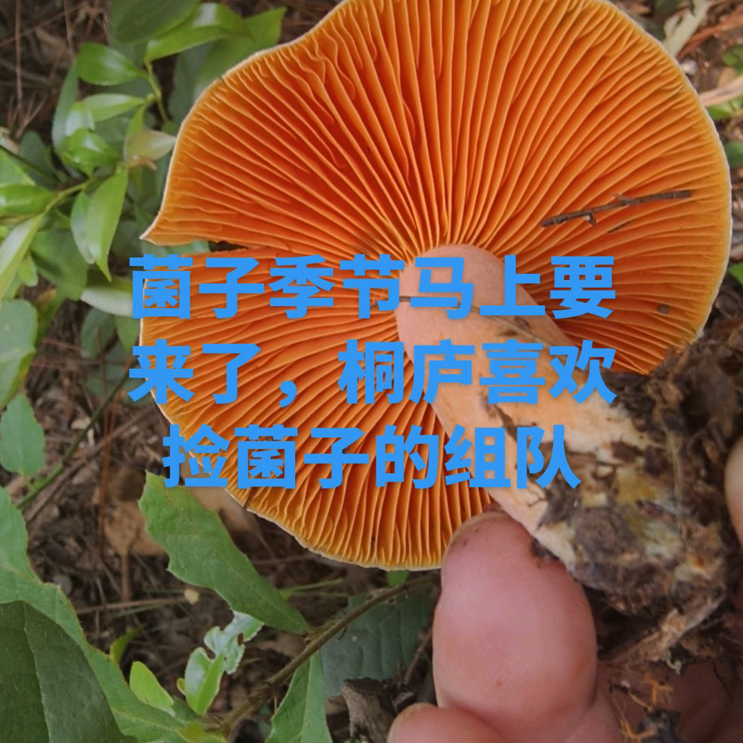 桐庐捡蘑菇打野粉丝群 群聊头像