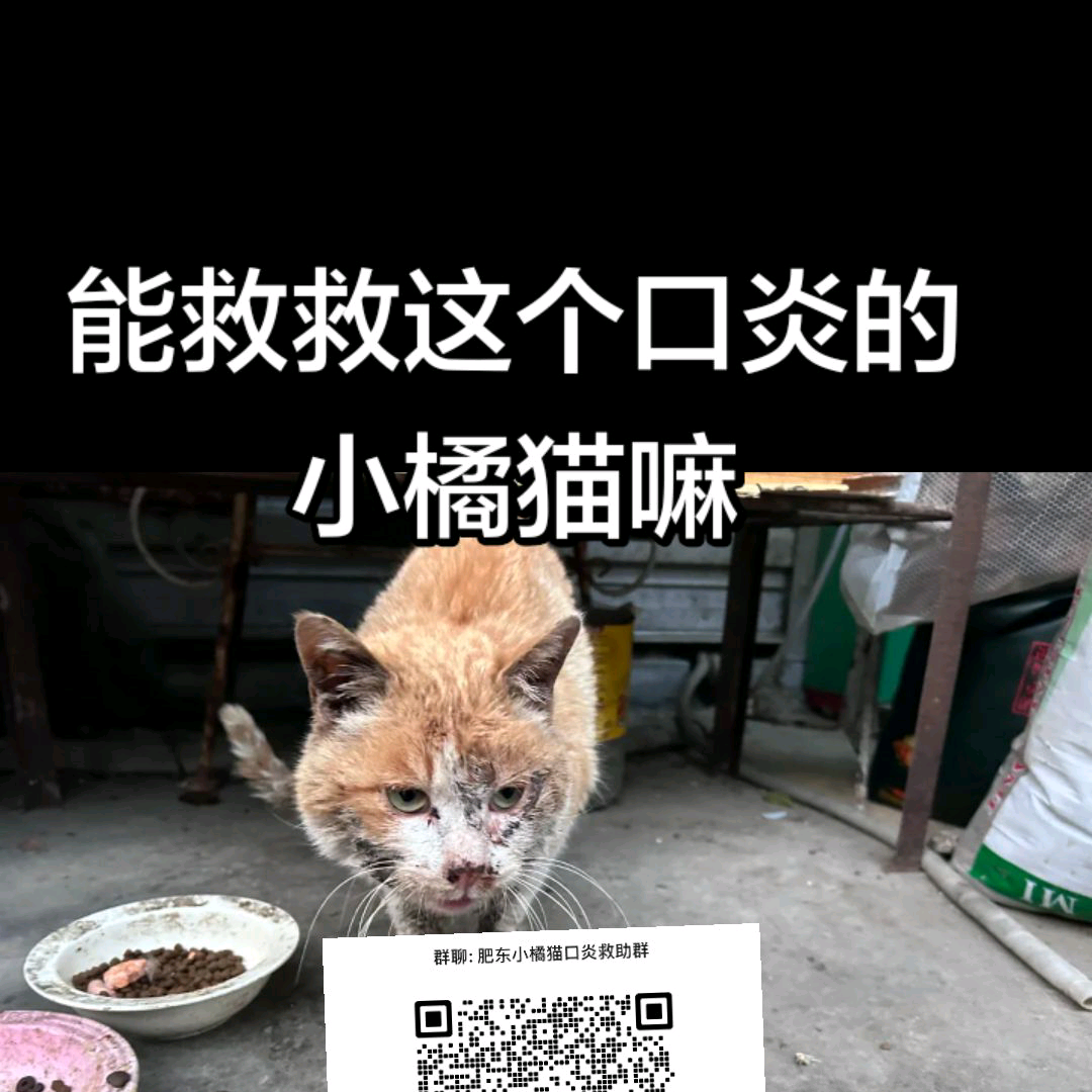 肥东小橘猫口炎救助群 群聊头像