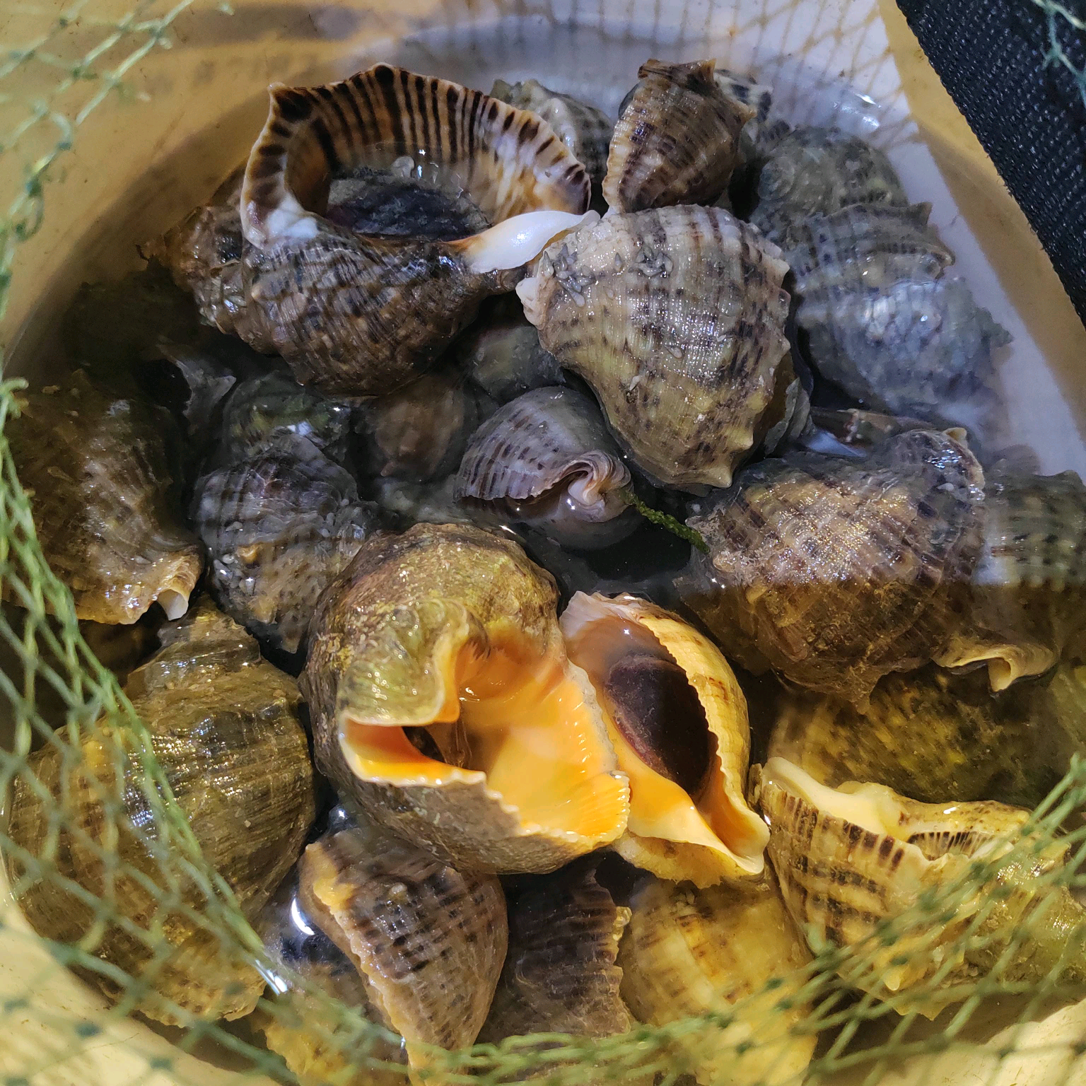 田横女岛赶海 群聊头像