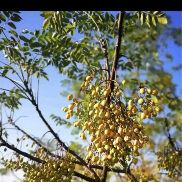 荨麻疹商讨群 群聊头像