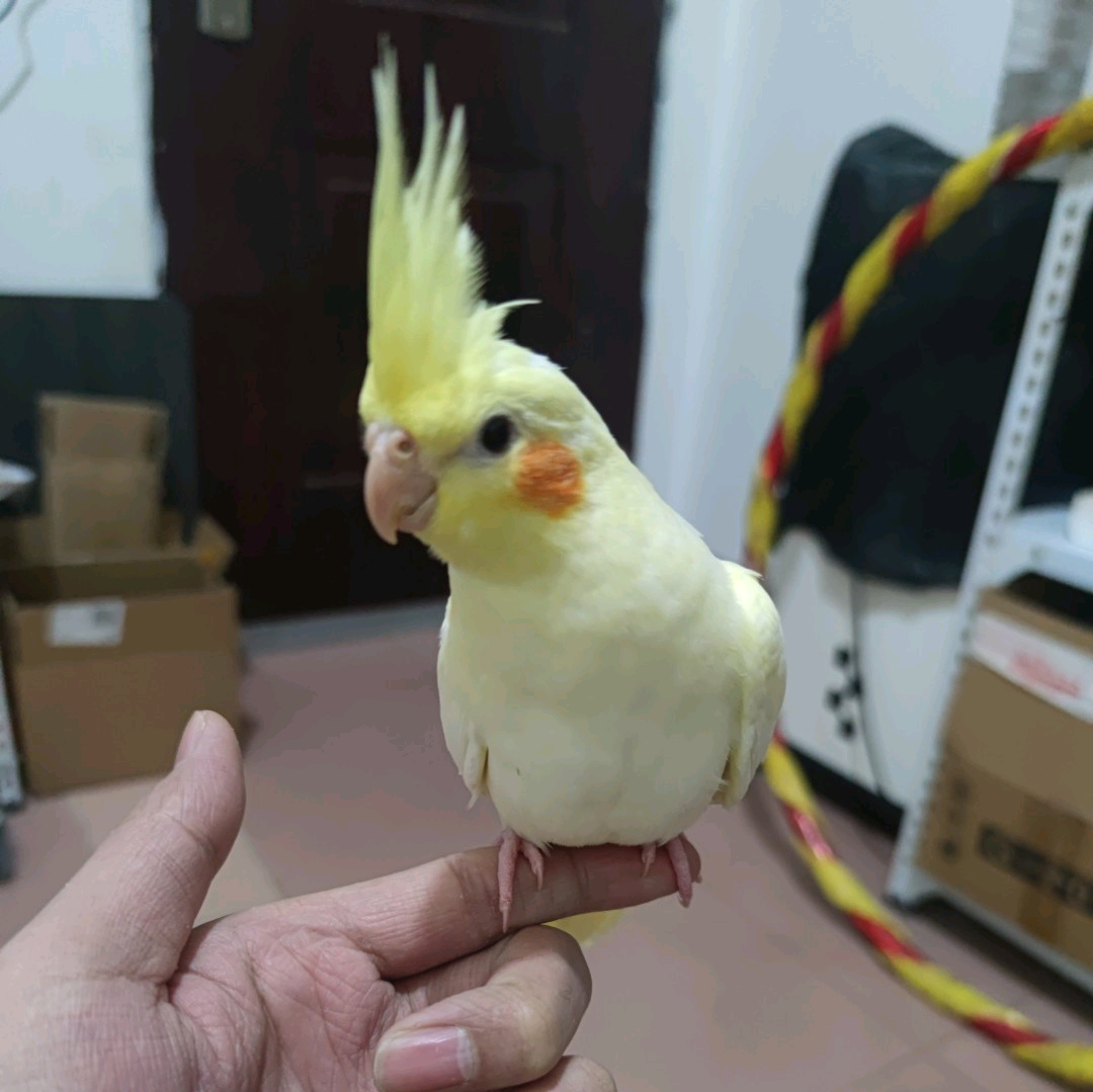 手养玄凤6群 群聊头像