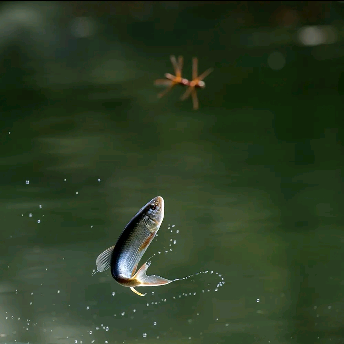 民间溪流🎣探钓 群聊头像