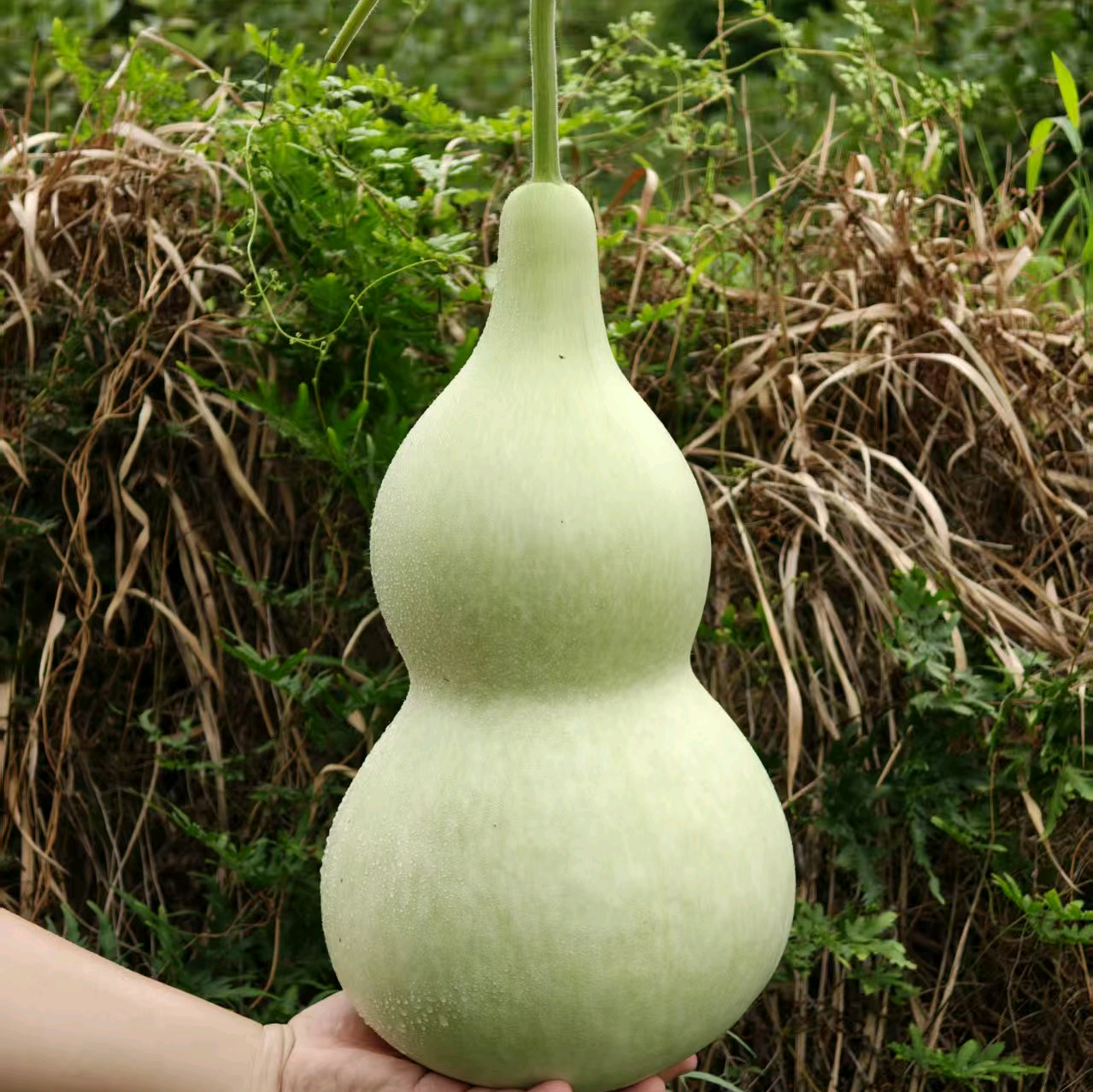 葫芦种植交流群 群聊头像