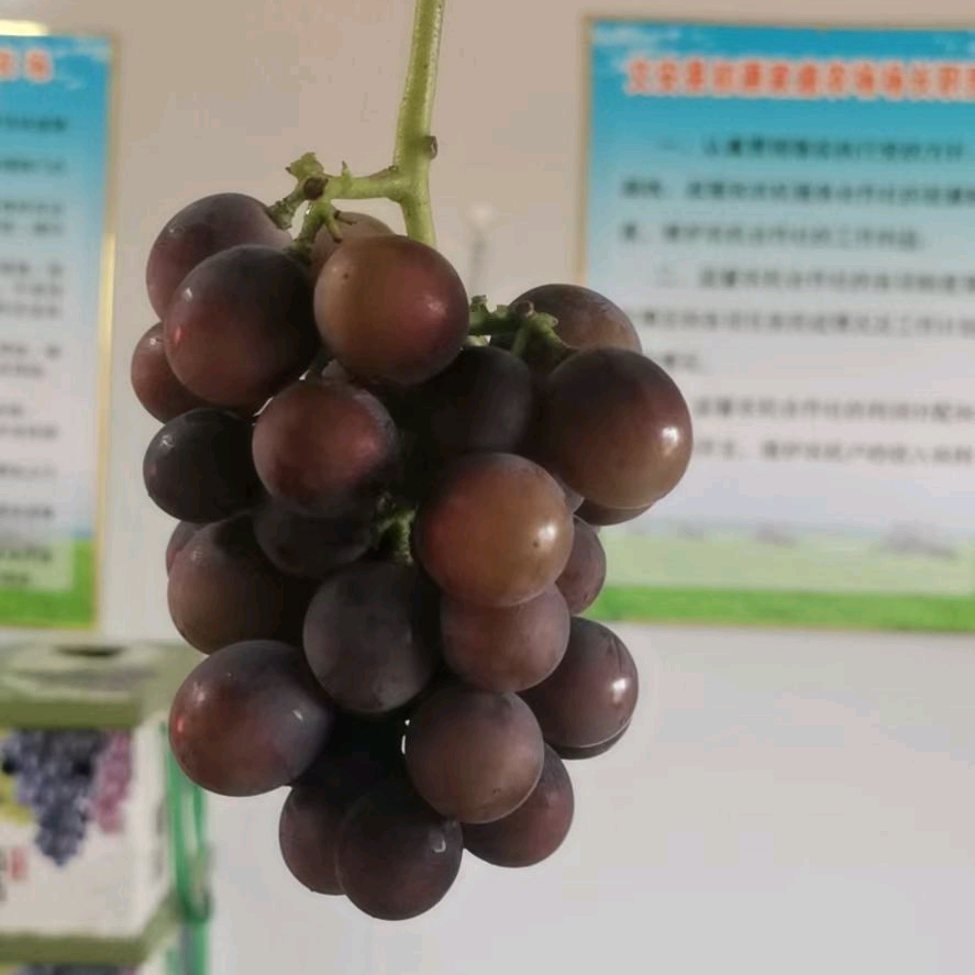 葡萄交流群 群聊头像