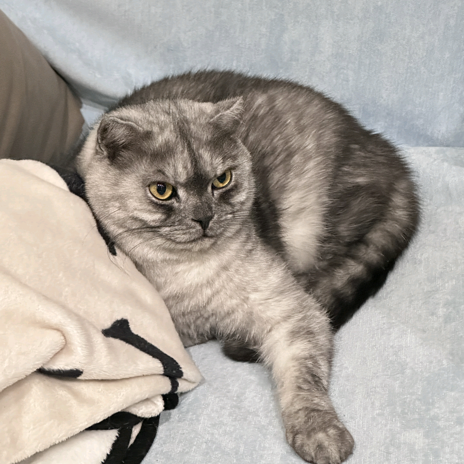 猫猫窝二群 群聊头像