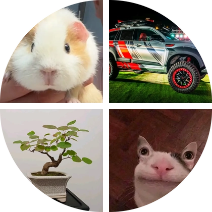 荷兰猪爱好者家园 群聊头像