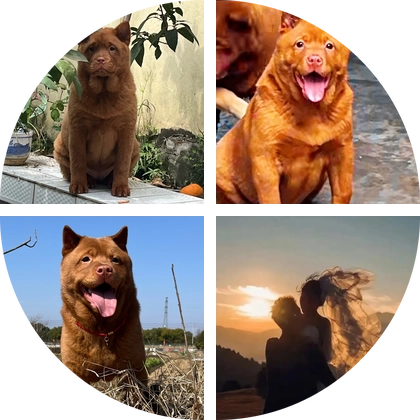 江浙沪中华田园犬群 群聊头像
