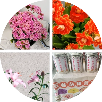 长寿花爱好者 群聊头像