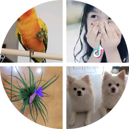 鲁南鹦鹉养殖1 群聊头像