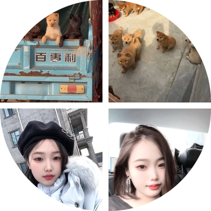 中华田园犬4 群聊头像