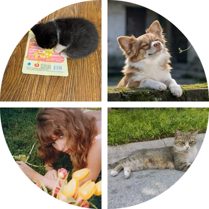猫咪救助群 群聊头像