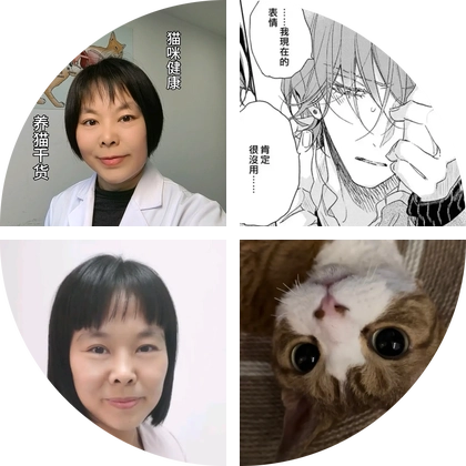 猫咪健康养护群 群聊头像