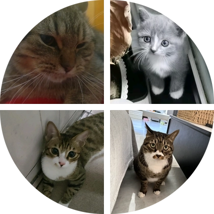 猫猫群 群聊头像