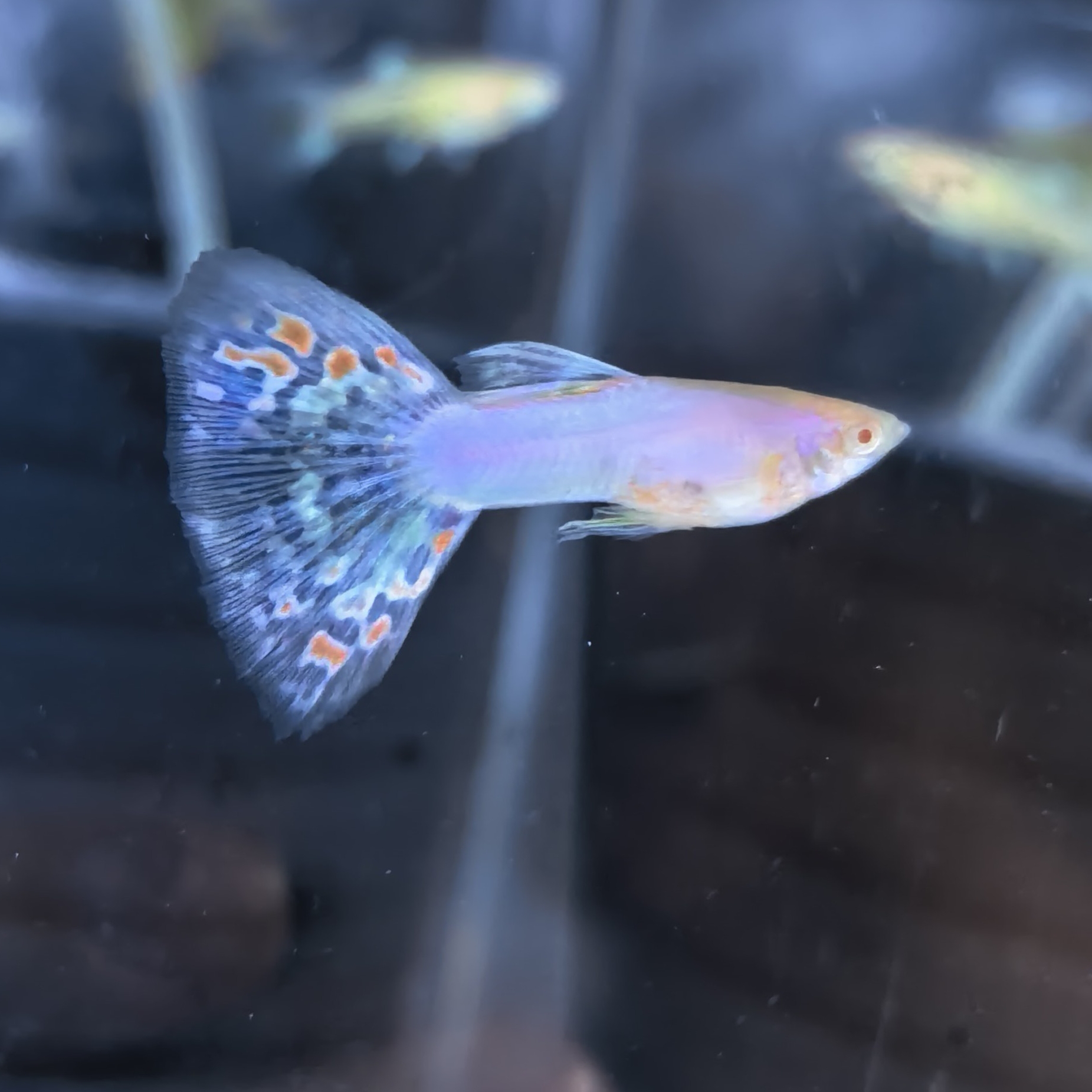 孔雀鱼 群聊头像