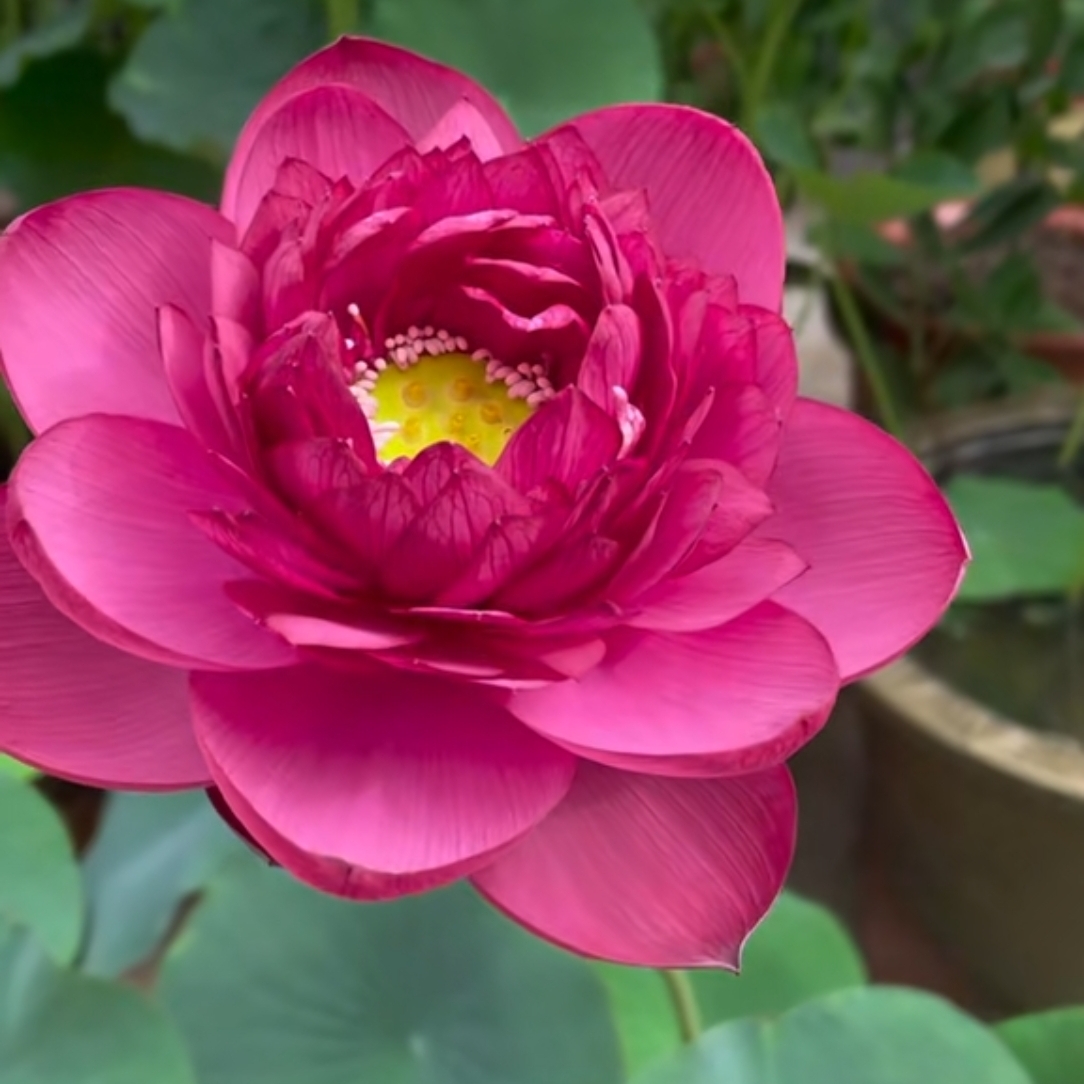 爱琴海的花友分享群 群聊头像