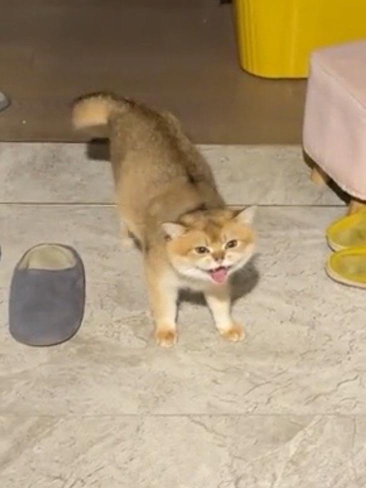 过年后回家的留守猫