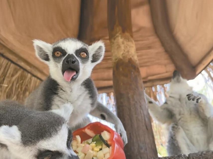 南京红山动物园:让更多人爱上动物